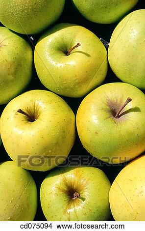 Apples View Large Photo Image Picture - Apples. Fotosearch