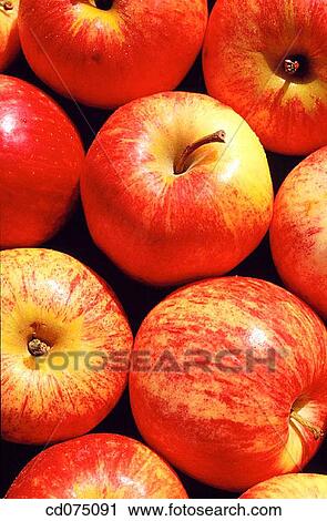Apples View Large Photo Image Stock Image - Apples. Fotosearch