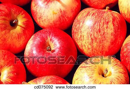 Apples View Large Photo Image Stock Image - Apples. Fotosearch