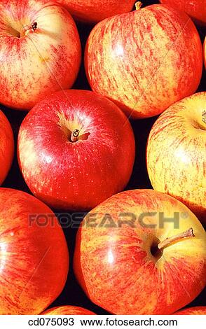 Apples View Large Photo Image Stock Image - Apples. Fotosearch