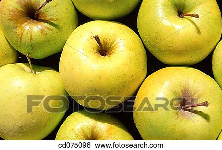 Stock Photograph - Apples. Fotosearch