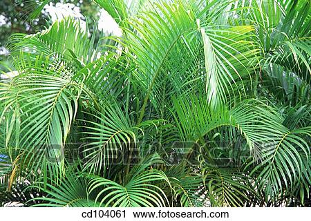 Areca or Yellow Palm (Chrysalidocarpus lutescens) View Large Photo Image Stock Image - Areca or Yellow Palm (Chrysalidocarpus lutescens). Fotosearch