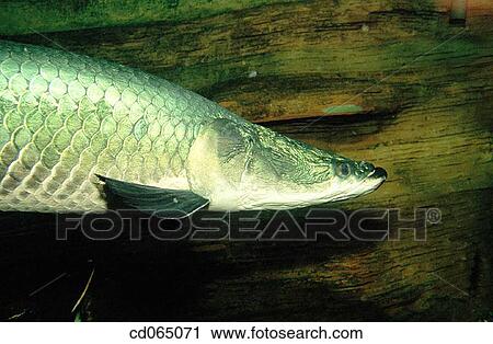Stock Image - Asian Arowana. Fotosearch