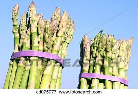 Asparagus View Large Photo Image Stock Photo - Asparagus. Fotosearch