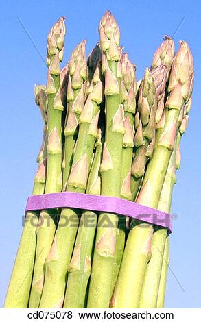 Asparagus View Large Photo Image Stock Photo - Asparagus. Fotosearch