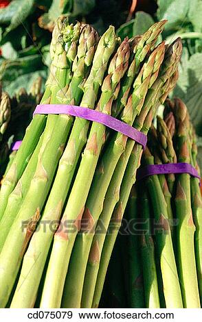 Asparagus View Large Photo Image Stock Photo - Asparagus. Fotosearch