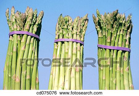 Stock Photograph - Asparagus. Fotosearch