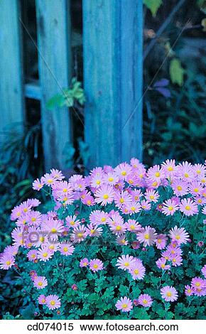 Aster? Woods purple? View Large Photo Image Stock Photography - Aster? Woods purple?. Fotosearch