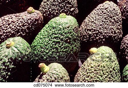 Avocados View Large Photo Image Picture - Avocados. Fotosearch