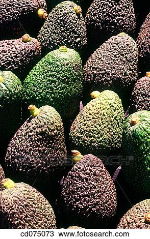 Avocados View Large Photo Image Stock Image - Avocados. Fotosearch