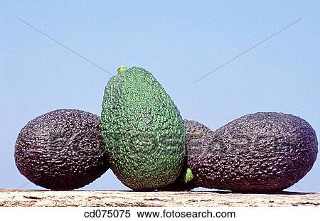 Avocados View Large Photo Image Stock Photography - Avocados. Fotosearch