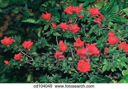 Azalea (Rhododendron sp. ) View Large Photo Image Stock Photo - Azalea (Rhododendron sp. ). Fotosearch