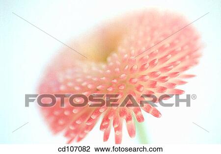 background, beauty, bloom, blossom, botany, Close-up View Large Photo Image Stock Image - background, beauty, bloom, blossom, botany, Close-up. Fotosearch