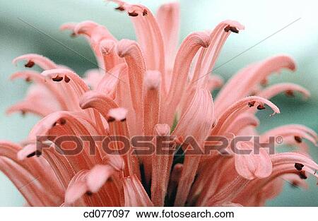background, botany, Close-up, day, delicate View Large Photo Image Stock Photo - background, botany, Close-up, day, delicate. Fotosearch