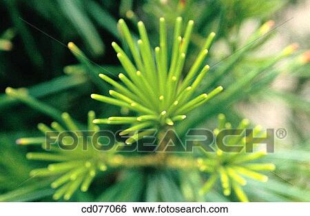 background, botany, Close-up, day, detail View Large Photo Image Stock Photograph - background, botany, Close-up, day, detail. Fotosearch