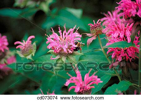 background, Close-up, coloured, colourful View Large Photo Image Picture - background, Close-up, coloured, colourful. Fotosearch