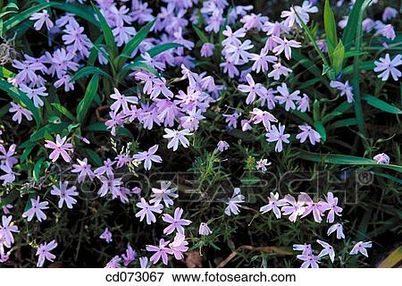 background, day, flower, garden, gardening View Large Photo Image Stock Photo - background, day, flower, garden, gardening. Fotosearch