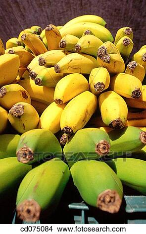 Bananas View Large Photo Image Picture - Bananas. Fotosearch