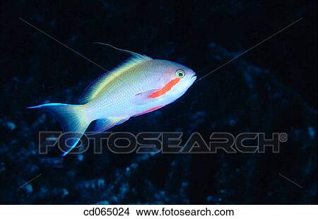 Basslet (Pseudanthias sp. ). Papua New Guinea. View Large Photo Image Picture - Basslet (Pseudanthias sp. ). Papua New Guinea.. Fotosearch