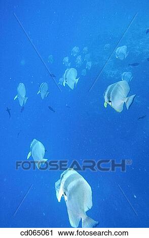 Batfish (Platax teira). Maldive Islands. View Large Photo Image Stock Image - Batfish (Platax teira). Maldive Islands.. Fotosearch