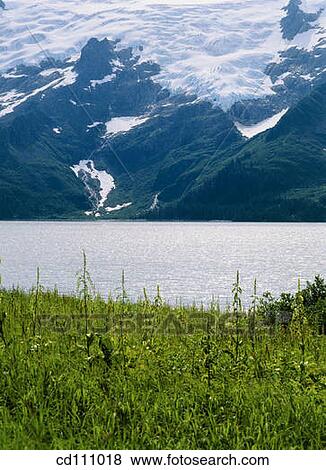 Bay and glacier. Kenai National Park. Alaska. USA View Large Photo Image Stock Photo - Bay and glacier. Kenai National Park. Alaska. USA. Fotosearch
