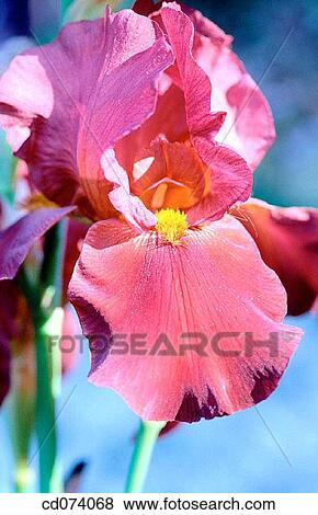 Stock Photo - Bearded Iris. Fotosearch