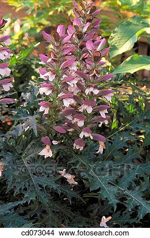 Bear's Breeches (Acanthus spinosus) View Large Photo Image Picture - Bear's Breeches (Acanthus spinosus). Fotosearch
