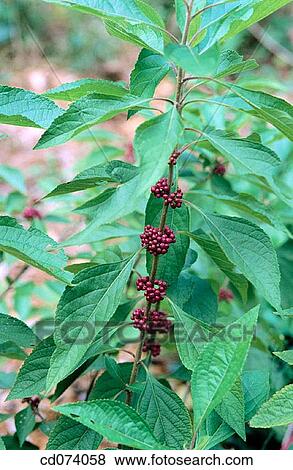 Beautyberry (Callicarpa japonica) View Large Photo Image Stock Photo - Beautyberry (Callicarpa japonica). Fotosearch