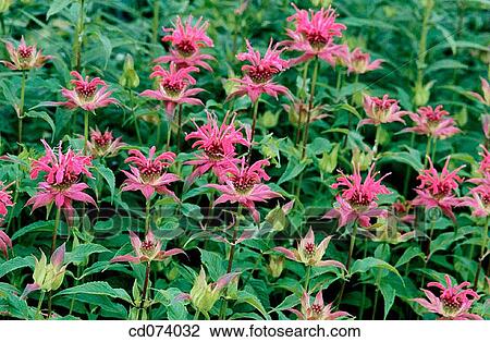 Bee Balm (Monarda sp. ) View Large Photo Image Stock Image - Bee Balm (Monarda sp. ). Fotosearch