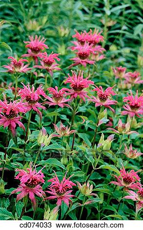 Bee Balm (Monarda sp. ) View Large Photo Image Stock Image - Bee Balm (Monarda sp. ). Fotosearch