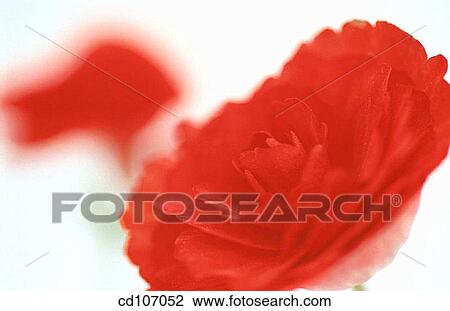 Stock Image - Begonia (Begonia tuberosa). Fotosearch