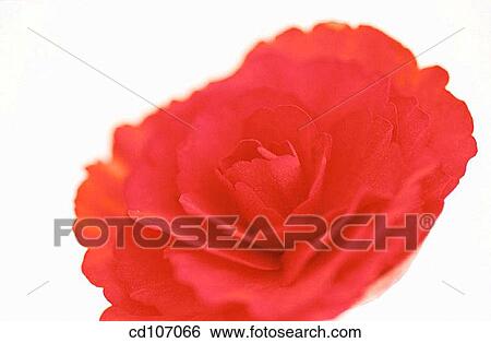 Begonia (Begonia tuberosa) View Large Photo Image Stock Photograph - Begonia (Begonia tuberosa). Fotosearch