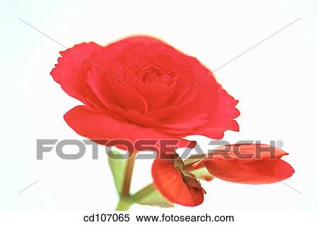 Stock Photography - Begonia (Begonia tuberosa). Fotosearch