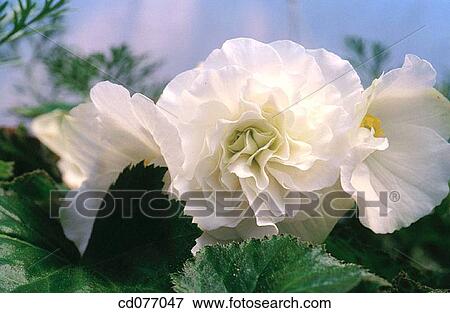 Stock Photo - Begonia. Fotosearch