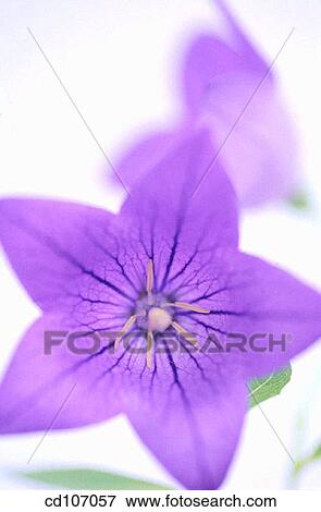 Bellflower (Campanula hybr. ) View Large Photo Image Stock Photo - Bellflower (Campanula hybr. ). Fotosearch