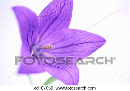 Bellflower (Campanula hybr. ) View Large Photo Image Stock Photograph - Bellflower (Campanula hybr. ). Fotosearch
