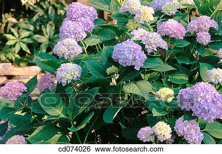 Bigleaf hydrangea, Florist hydrangea (Hydrangea macrophylla) View Large Photo Image Stock Photograph - Bigleaf hydrangea, Florist hydrangea (Hydrangea macrophylla). Fotosearch