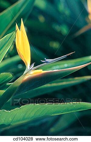 Bird of Paradise (Strelitzia reginae) View Large Photo Image Stock Photo - Bird of Paradise (Strelitzia reginae). Fotosearch