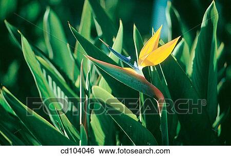 Stock Photograph - Bird of Paradise (Strelitzia reginae). Fotosearch