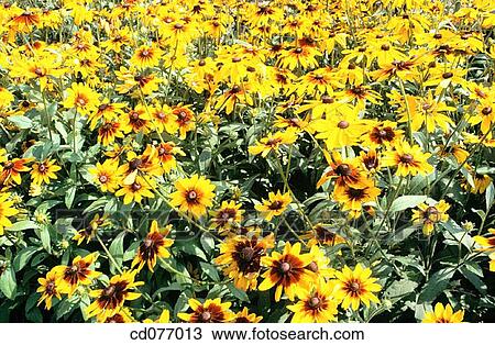 Black-eyed Susan (Rudbeckia hirta) View Large Photo Image Stock Image - Black-eyed Susan (Rudbeckia hirta). Fotosearch