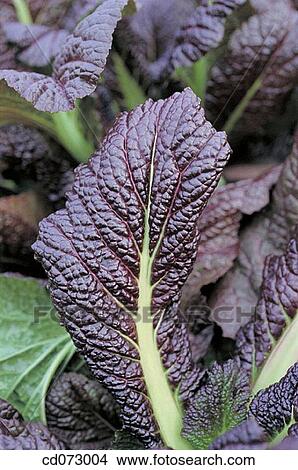 Black mustard (Brassica nigra) View Large Photo Image Picture - Black mustard (Brassica nigra). Fotosearch