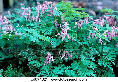 Bleeding Heart (Dicentra formosa) View Large Photo Image Stock Image - Bleeding Heart (Dicentra formosa). Fotosearch
