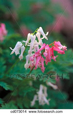 Bleeding heart (Dicentra luxuriant) View Large Photo Image Picture - Bleeding heart (Dicentra luxuriant). Fotosearch