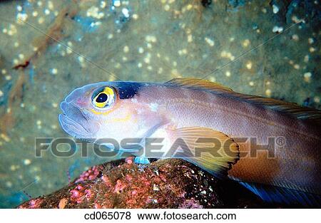 Stock Photo - Blenny. Indo-Pacific Ocean.. Fotosearch