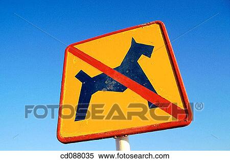 blue, Close-up, concept, day, dog View Large Photo Image Stock Photography - blue, Close-up, concept, day, dog. Fotosearch