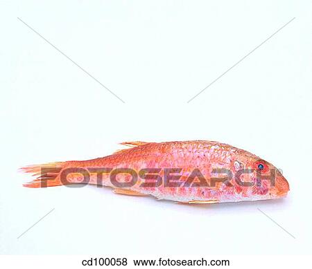 Blue-lined goatfish, board, Chopping-board, Close-up View Large Photo Image Stock Photo - Blue-lined goatfish, board, Chopping-board, Close-up. Fotosearch