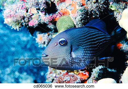 Stock Photograph - Blue Triggerfish (Pseudobalistes fuscus). Hawaii Islands. USA.. Fotosearch