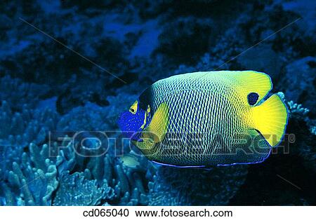 Bluefaced Angelfish (Pomacanthus xanthometopon). Maldive Islands. View Large Photo Image Stock Image - Bluefaced Angelfish (Pomacanthus xanthometopon). Maldive Islands.. Fotosearch