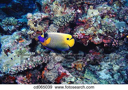 Bluefaced Angelfish (Pomacanthus xanthometopon). Maldive Islands. View Large Photo Image Stock Photo - Bluefaced Angelfish (Pomacanthus xanthometopon). Maldive Islands.. Fotosearch