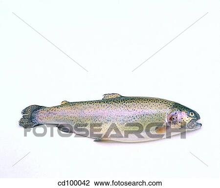 board, Chopping-board, Close-up, cuisine, fish View Large Photo Image Stock Image - board, Chopping-board, Close-up, cuisine, fish. Fotosearch